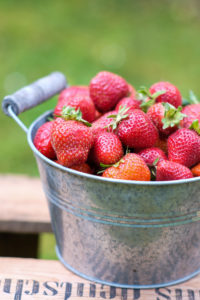 Freshly harvested strawberries in zinc bowl on a wooden box in the garden, blurred green background Freshly harvested strawberries in zinc bowl on a wooden box in the garden, blurred green background